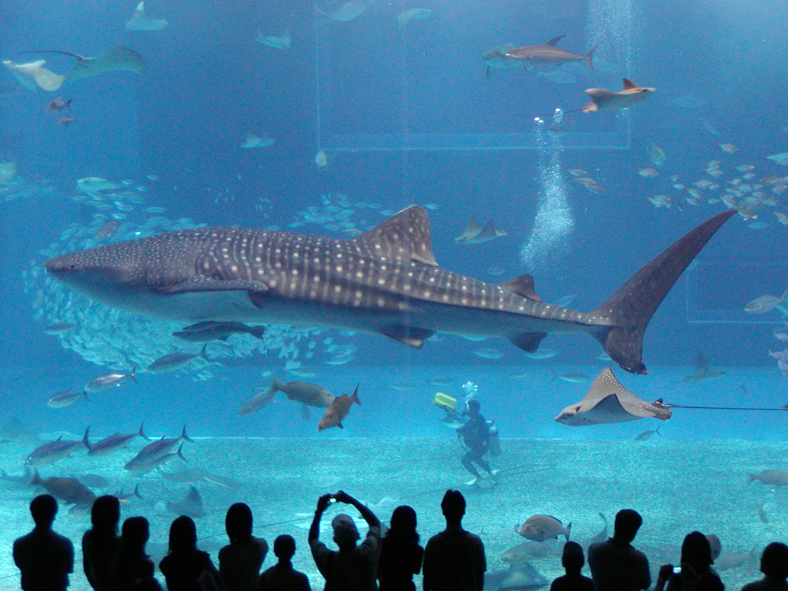 Aqua Marine Discovery Whale Shark